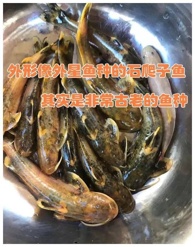 武王伐纣子鱼图片