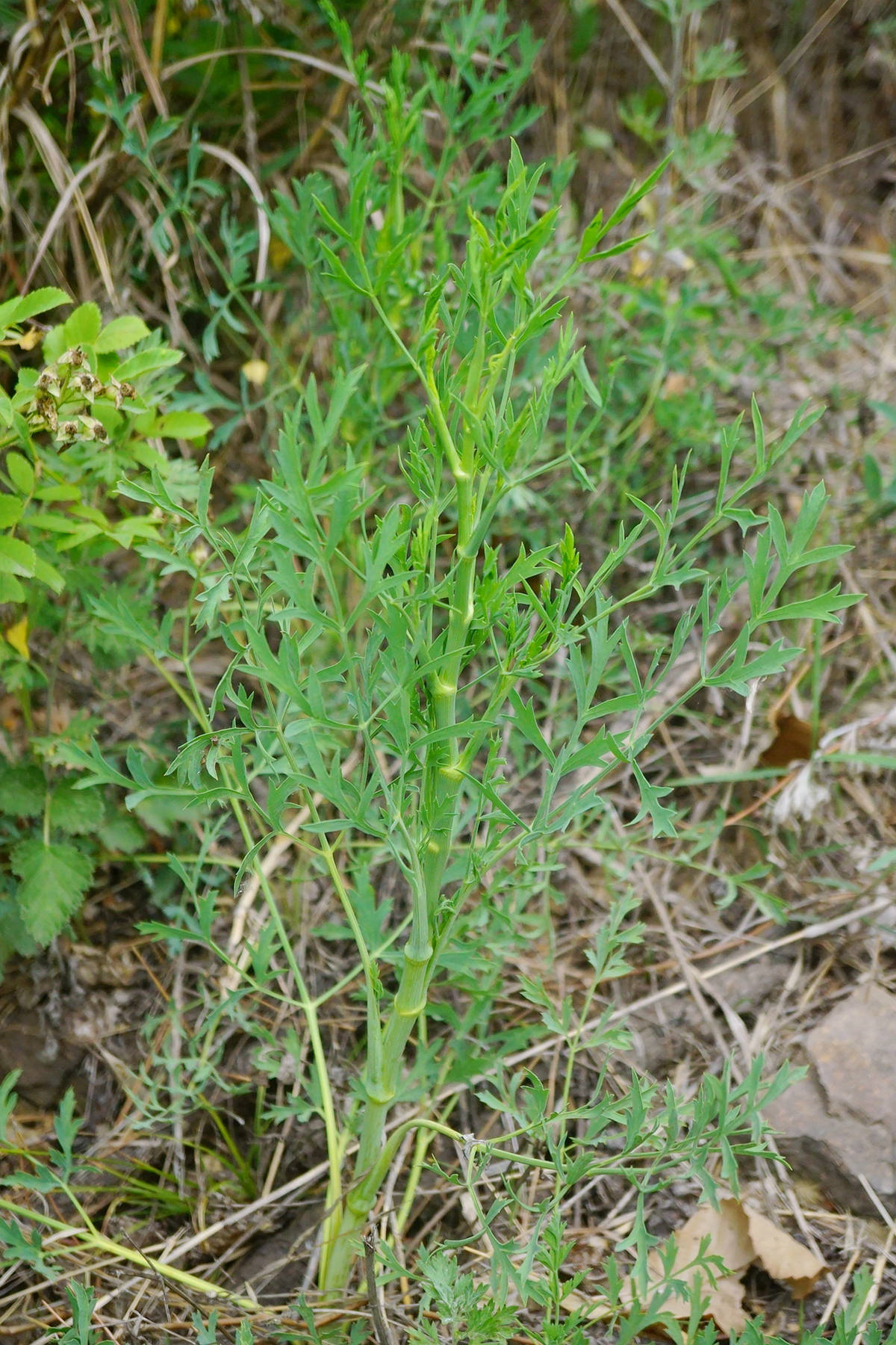 我见到的山东本土植物和园林栽培植物(981)防风