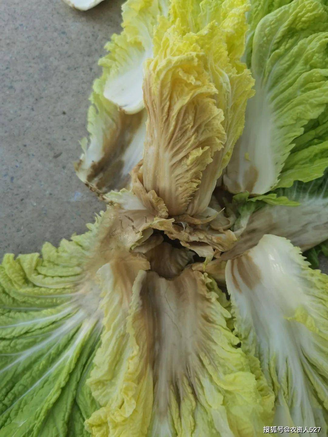 白菜软腐病识别及防治