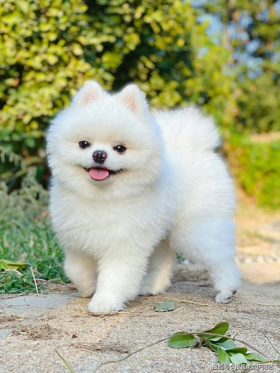 杭州哪里有卖博美犬的宠物市场丨杭州买博美犬首页网站