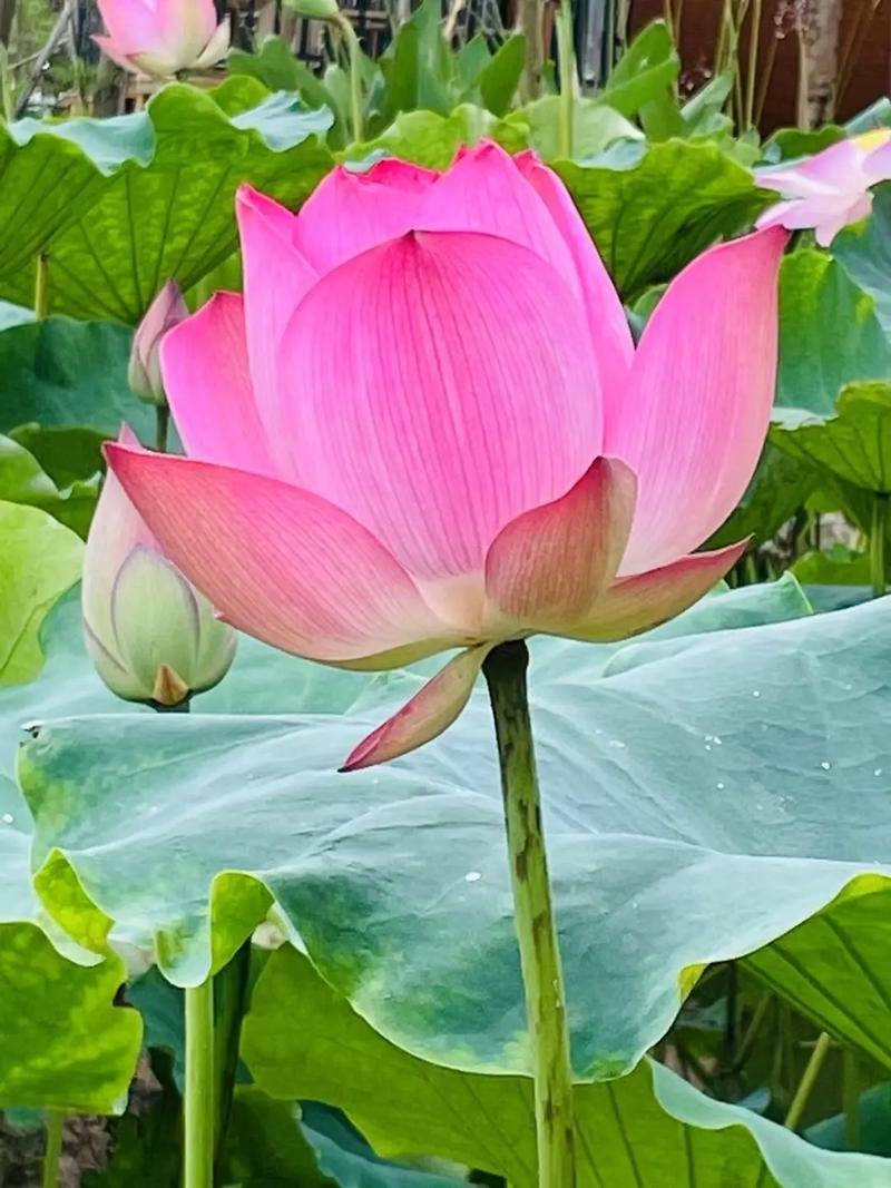 荷花在什么时候发芽