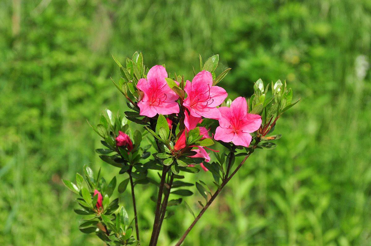 我见到的山东本土植物和园林栽培植物