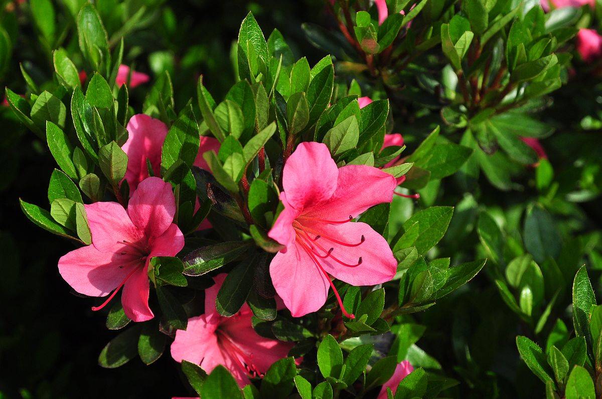 我见到的山东本土植物和园林栽培植物