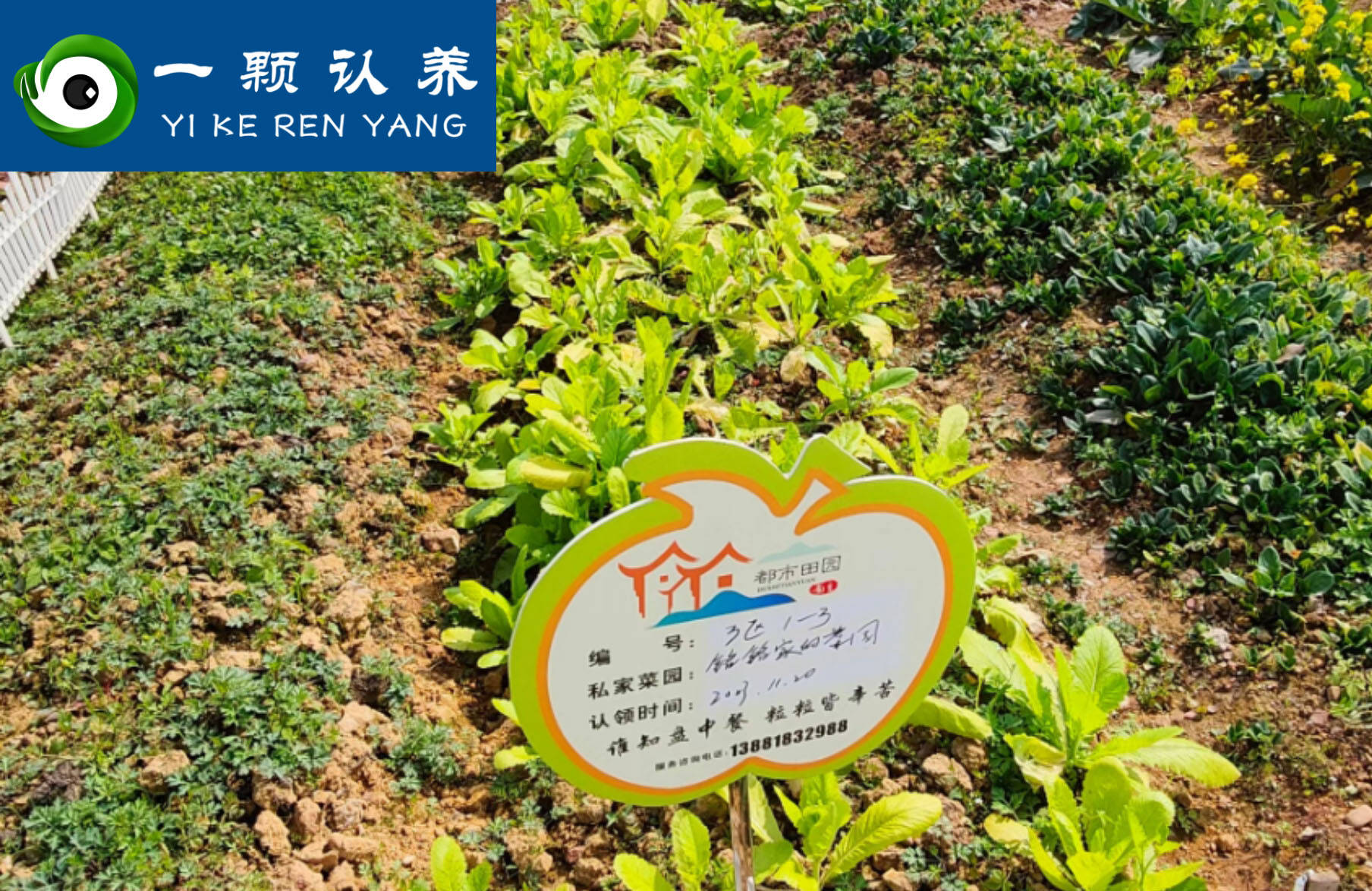 一颗认养带你探索小菜园新发展模式——共享菜园!_种植_建设_人们