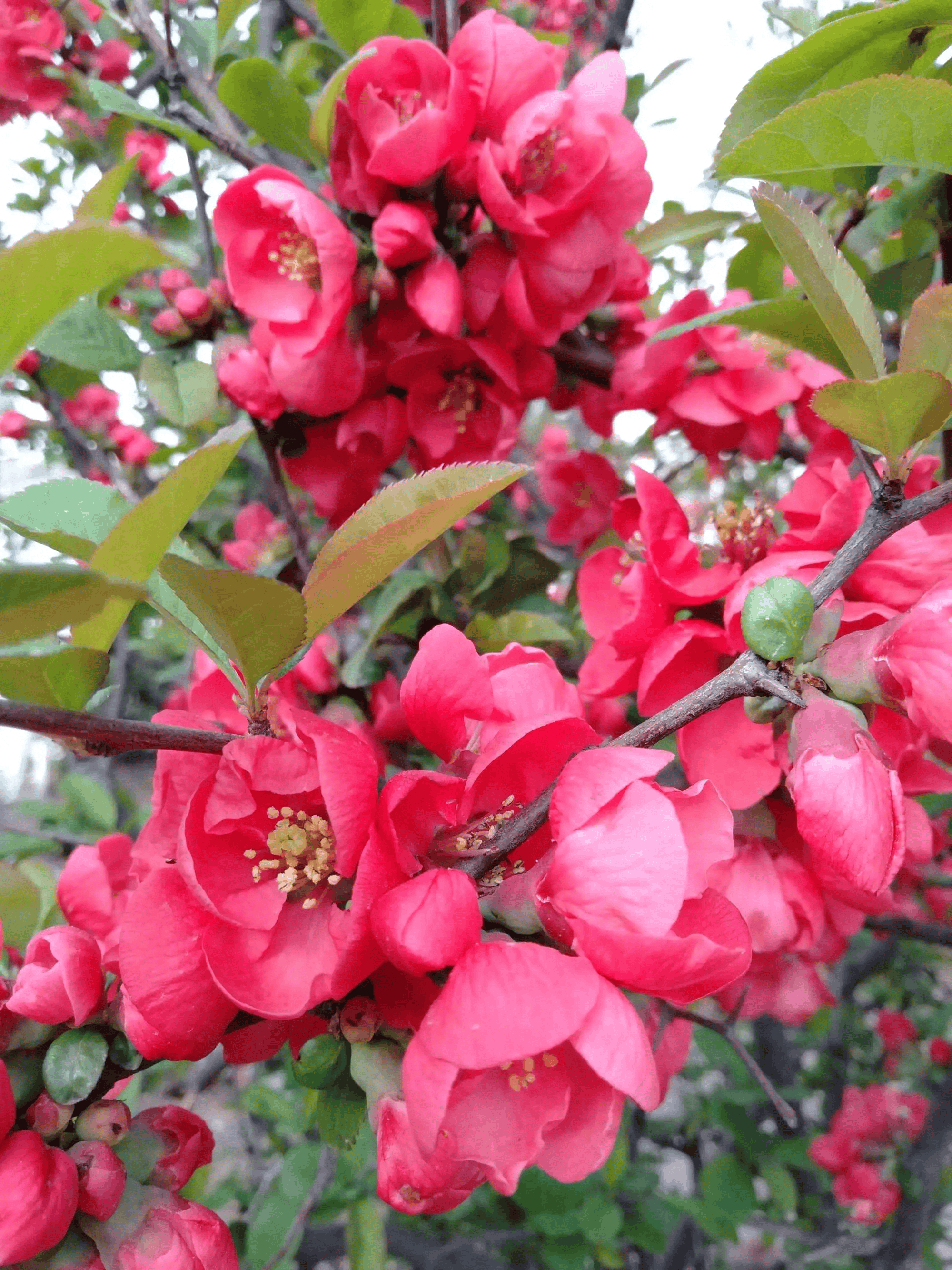我见到的山东本土植物和园林栽培植物