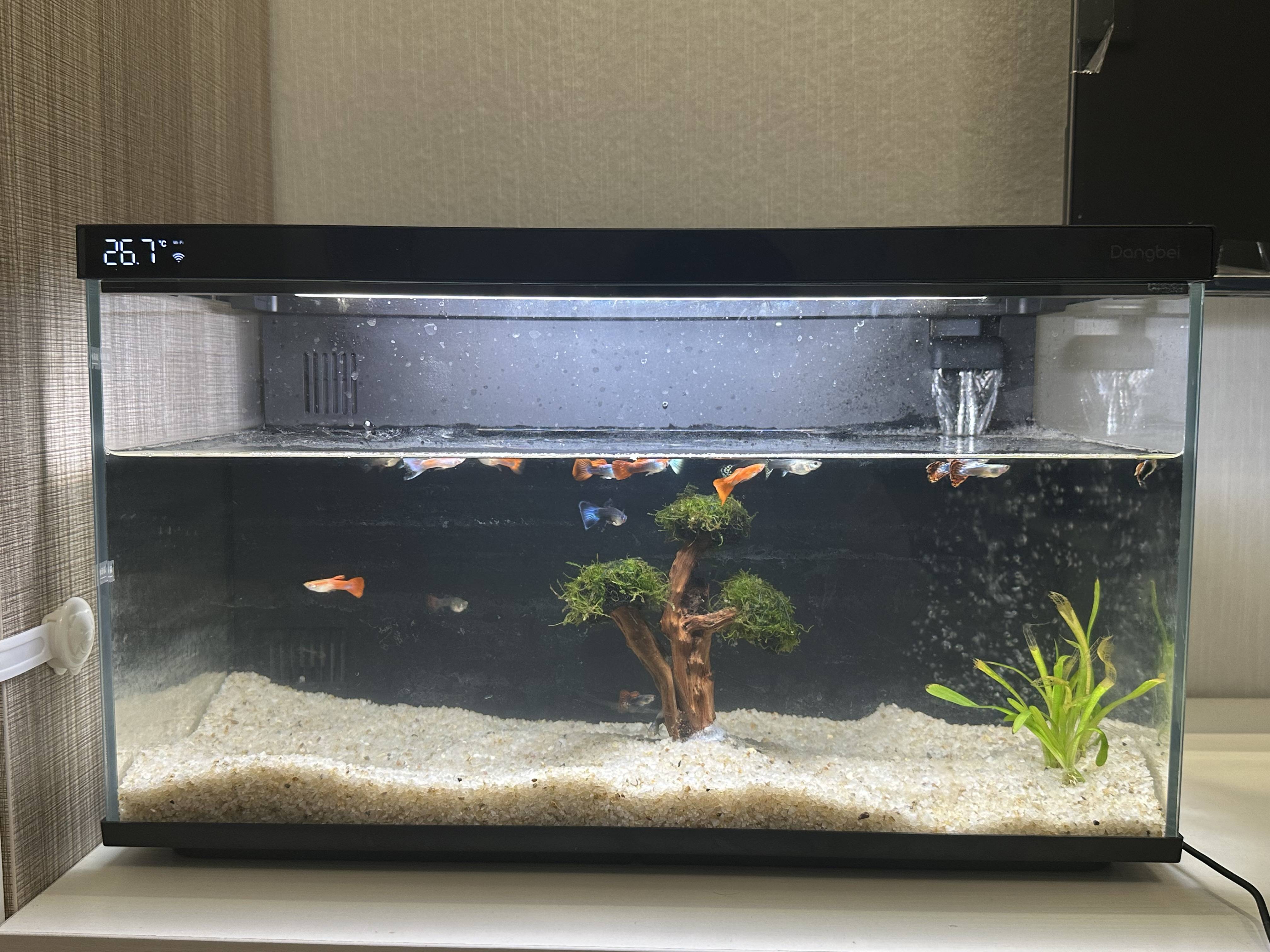 当贝智能鱼缸1 Ultra:生态科学喂养,懒人养鱼的福音