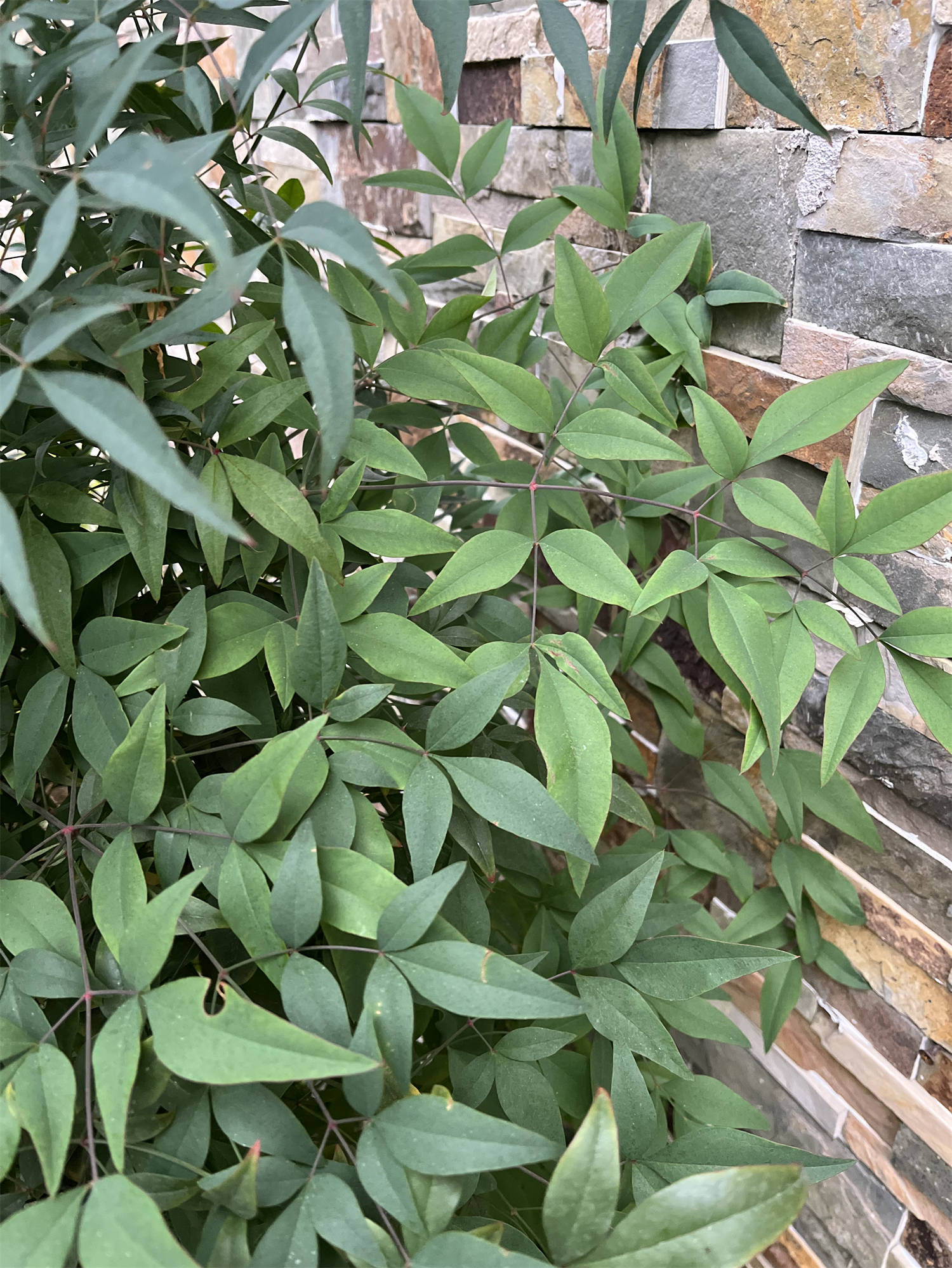 草木世界之125:南天竹[nán tiān zhú]