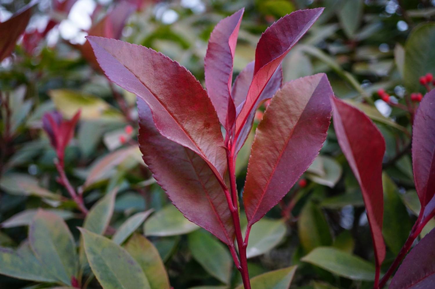 我见到的山东本土植物和园林栽培植物(1041)红叶石楠
