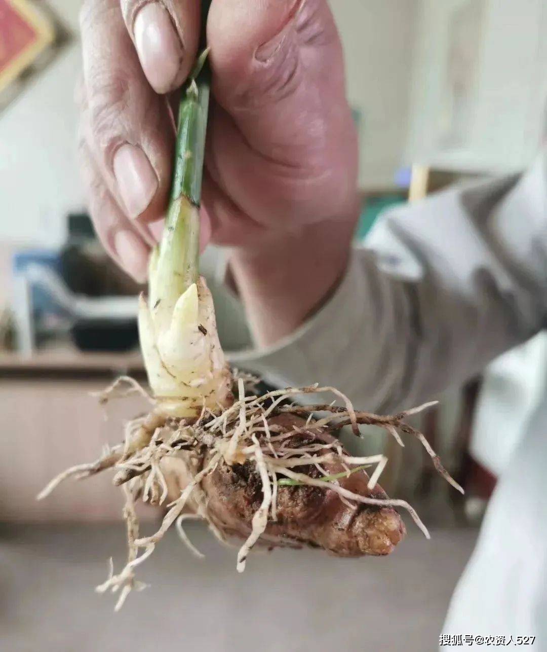 农资导航者|大姜根结线虫 生姜癞皮病防治方案_土壤_病害_传播