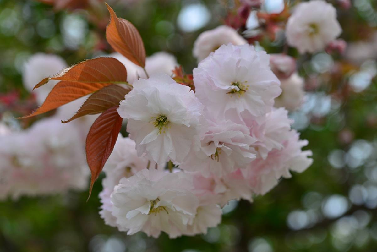我见到的山东本土植物和园林栽培植物