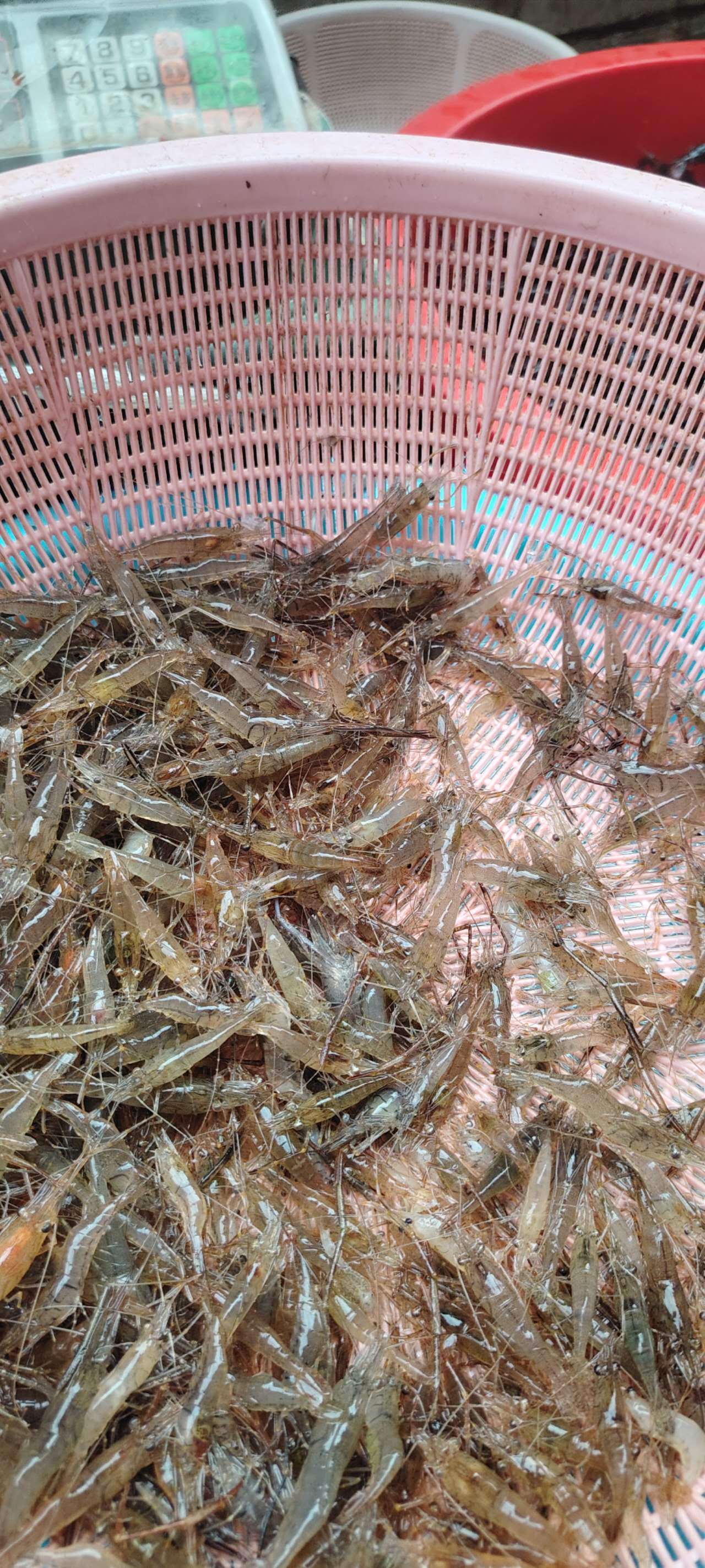 河虾捕捉小能手