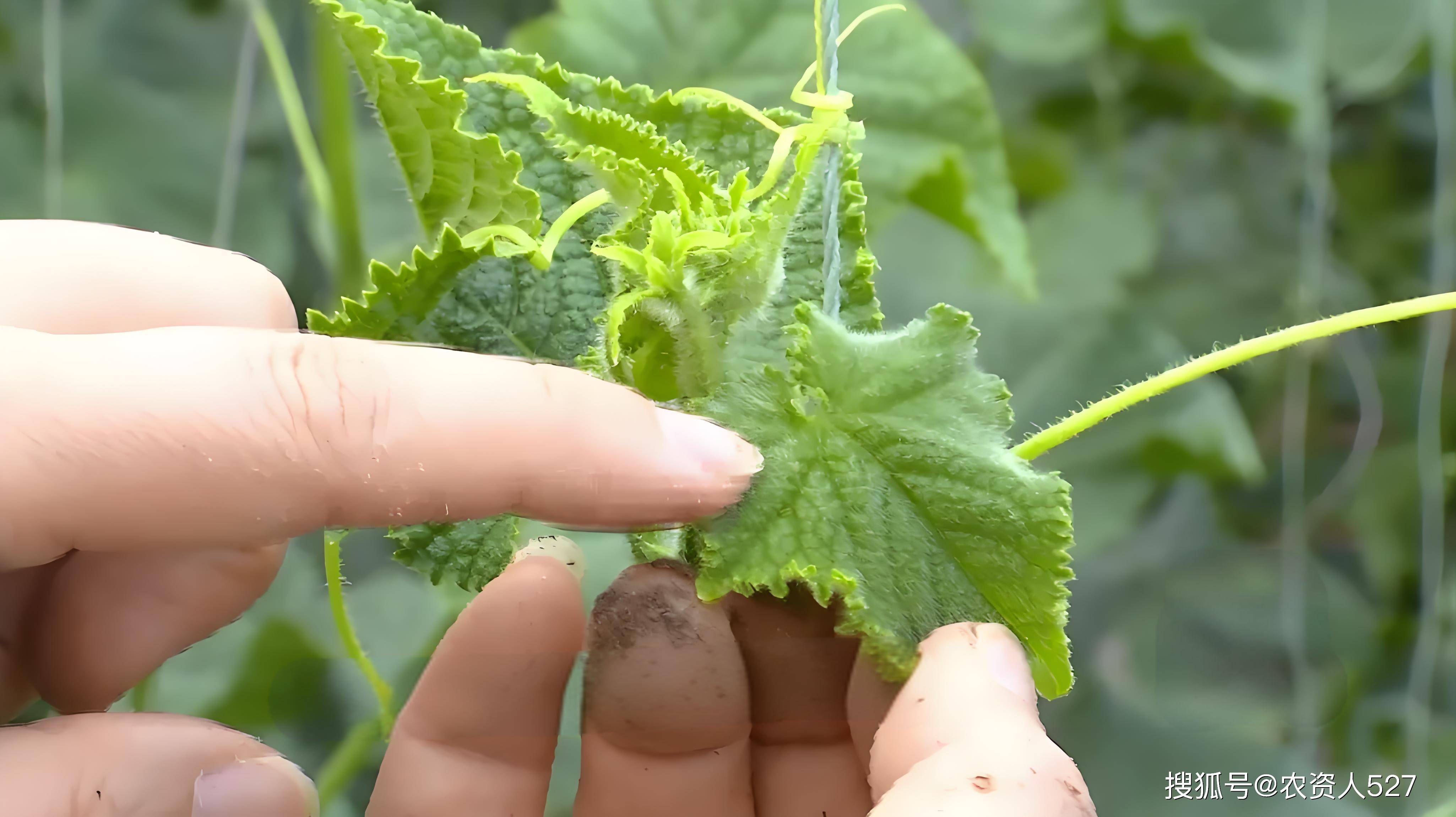 图文识虫//瓜蓟马的识别与防治