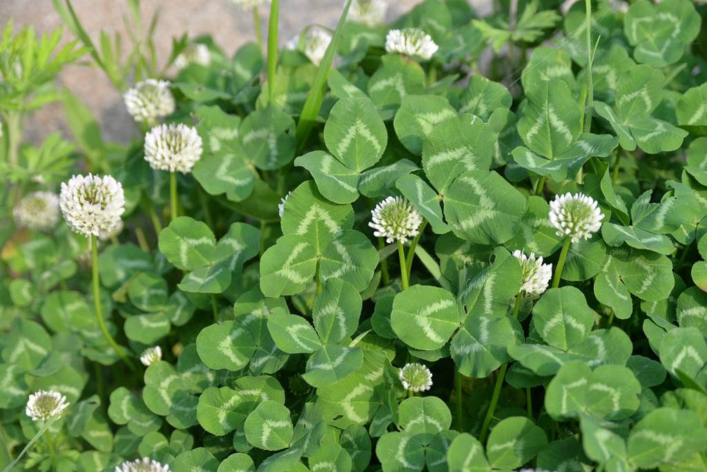 我见到的山东本土植物和园林栽培植物