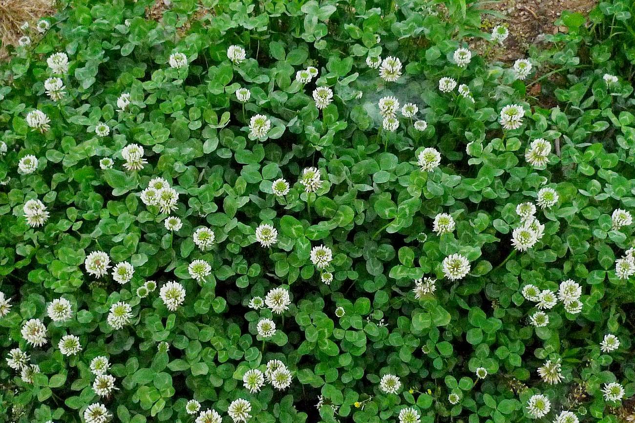 我见到的山东本土植物和园林栽培植物