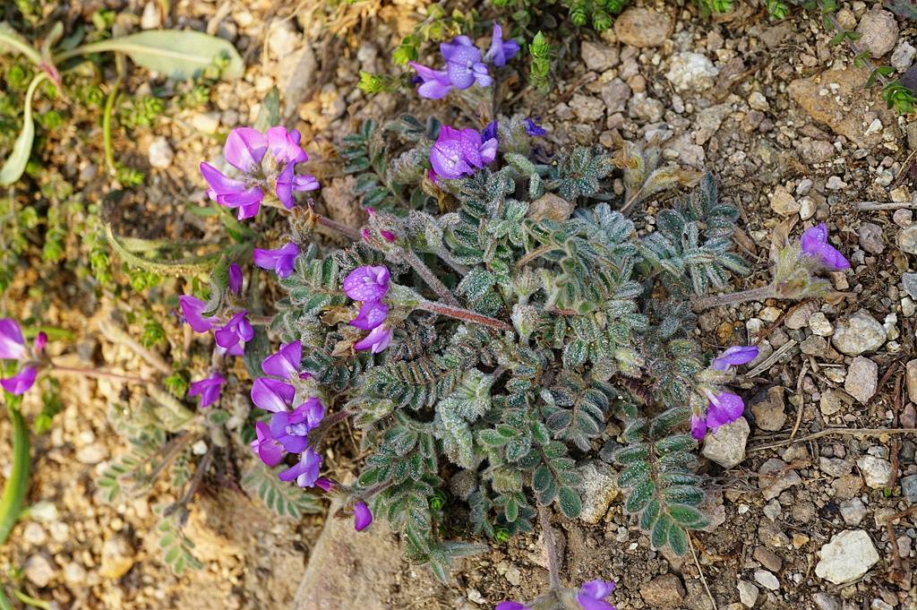我见到的山东本土植物和园林栽培植物