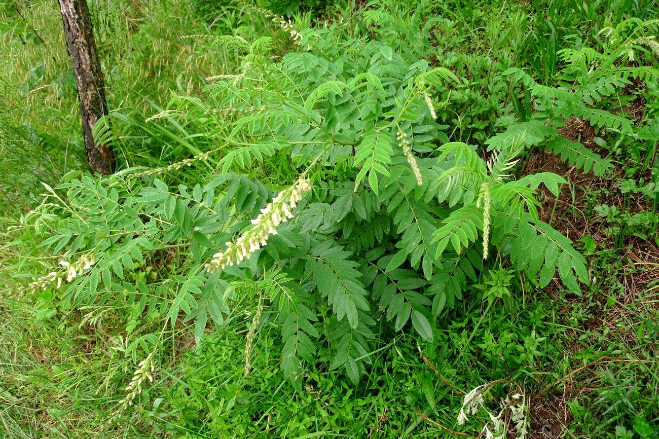 我见到的山东本土植物和园林栽培植物1147苦参