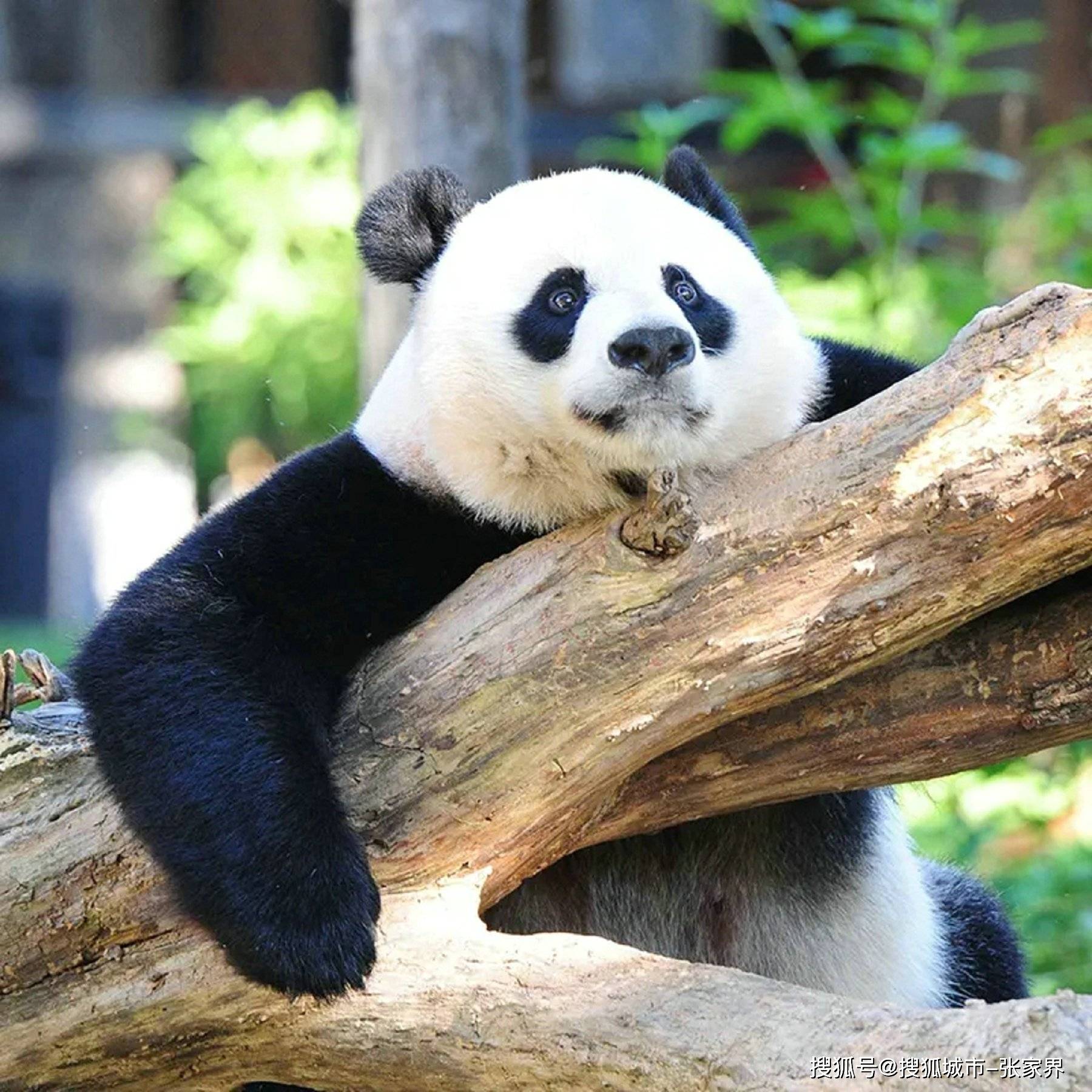 四川大熊猫基地旅游必去的旅游景点门票价格表最新图片大全旅游必看