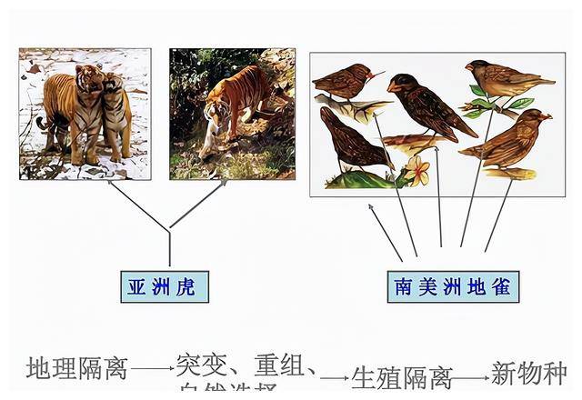 人猿生殖隔离图片