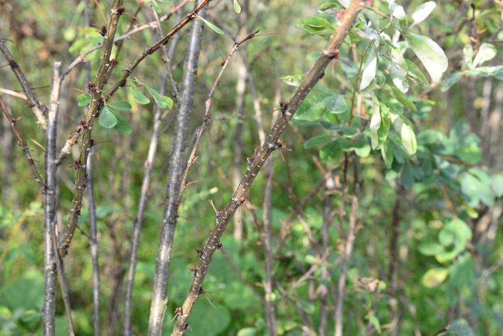 我见到的山东本土植物和园林栽培植物