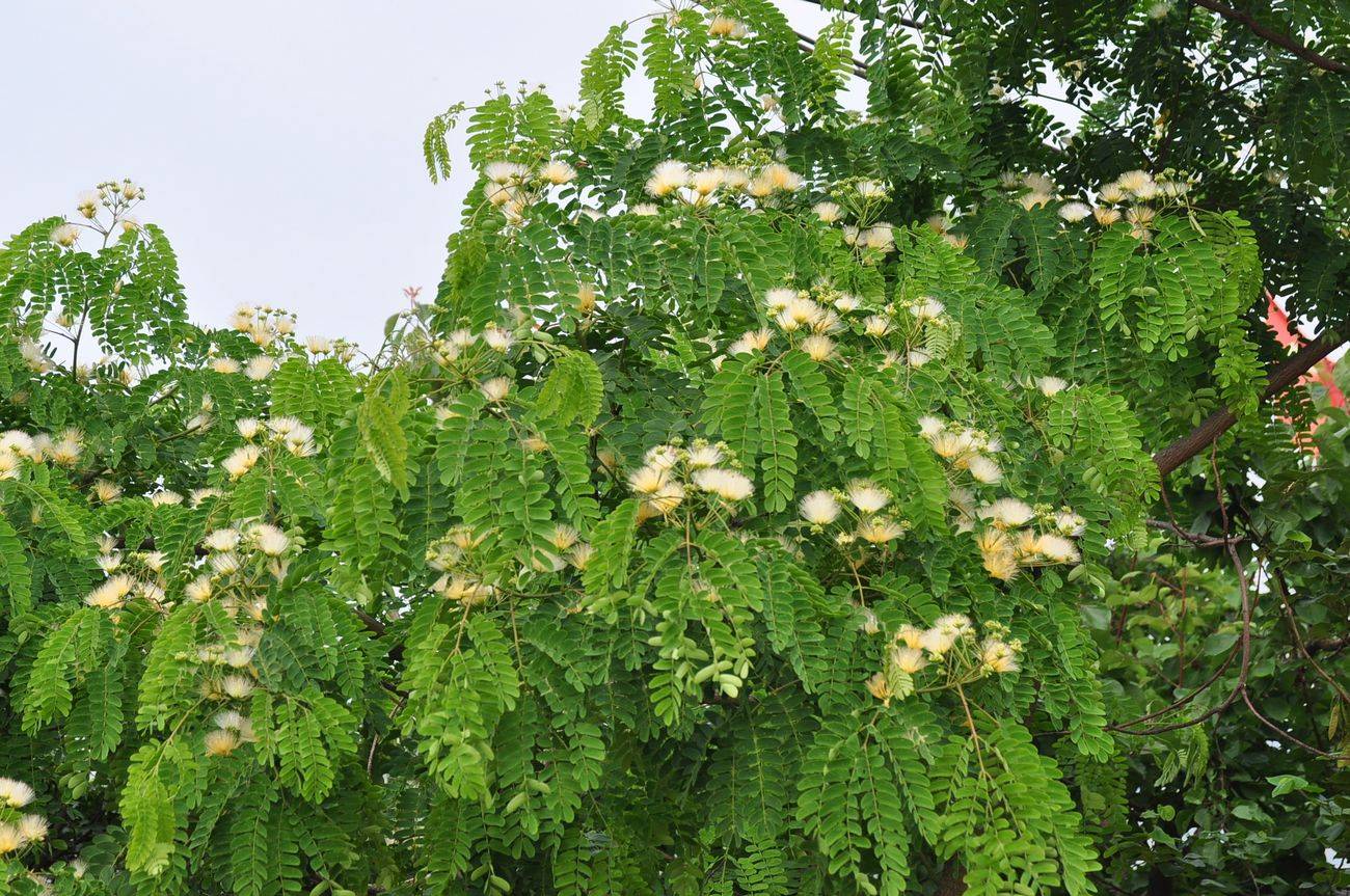 我见到的山东本土植物和园林栽培植物