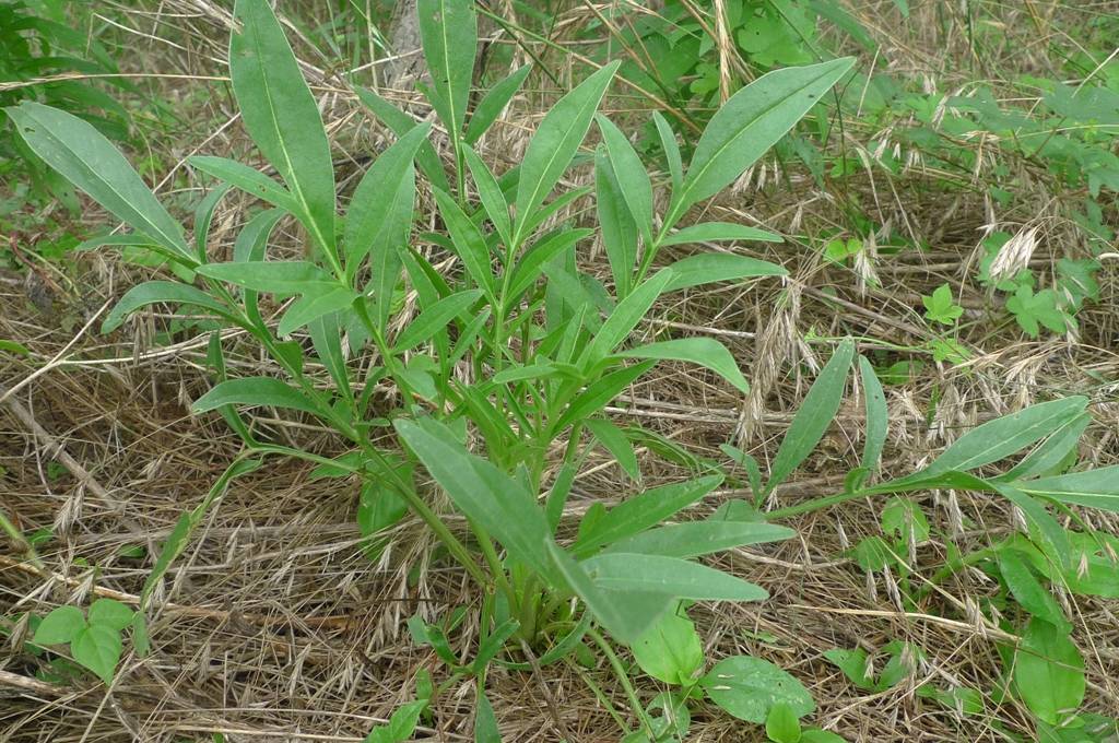 我见到的山东本土植物和园林栽培植物