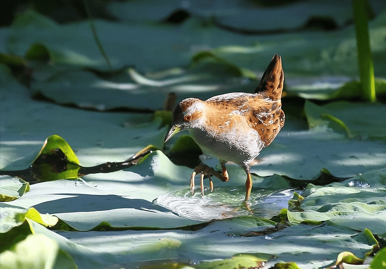 国家二级重点保护动物,个个珍贵稀有:姬田鸡