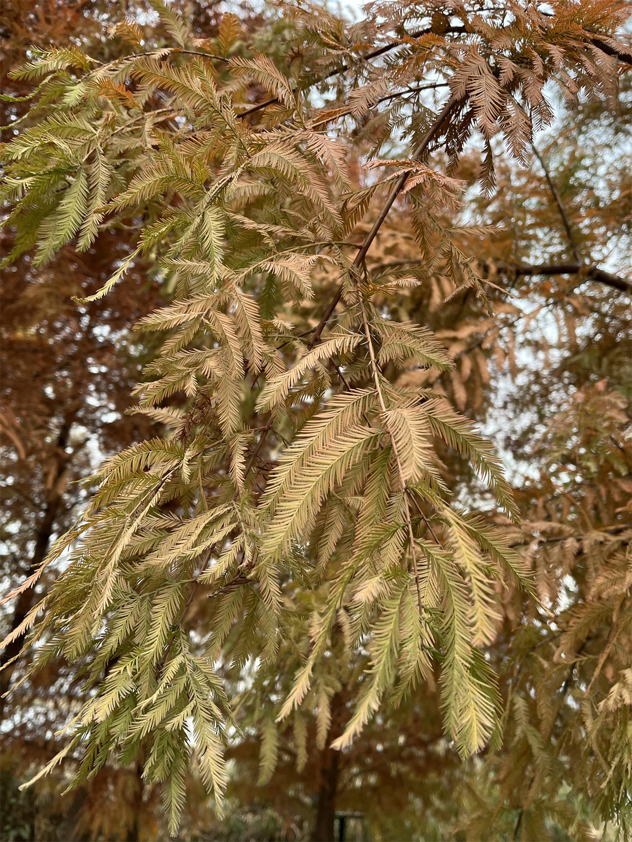 水杉的花序图片