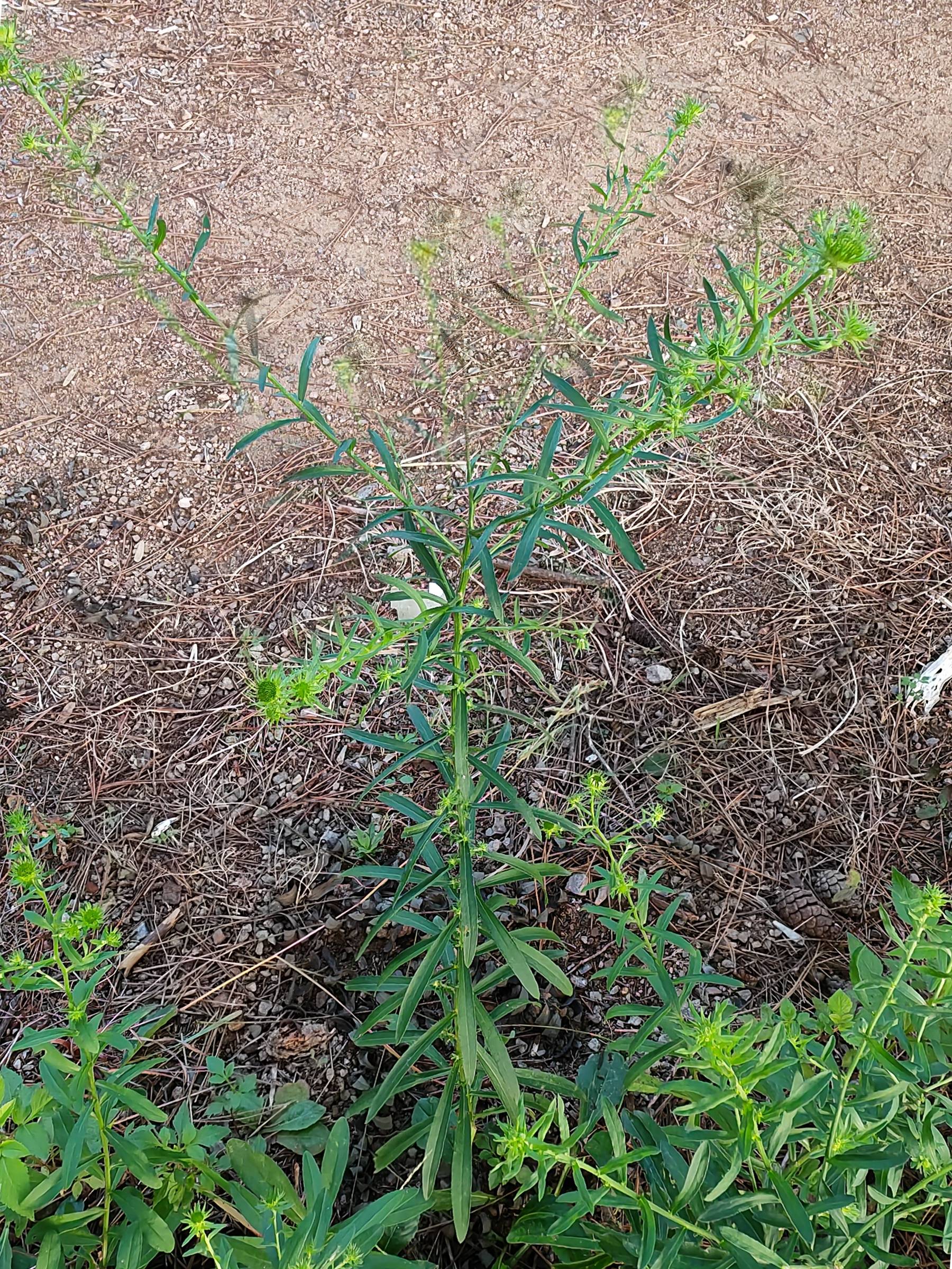 我见到的山东本土植物和园林栽培植物