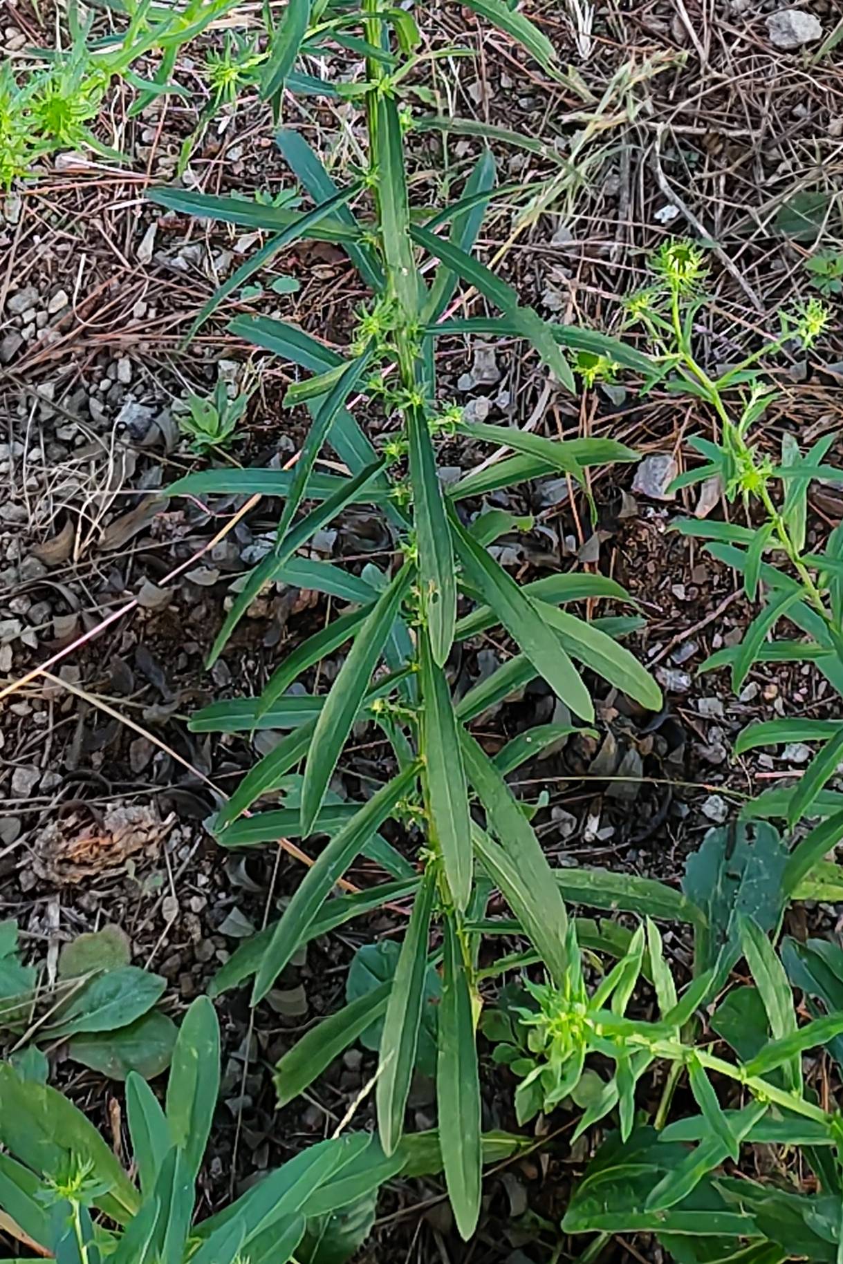 我见到的山东本土植物和园林栽培植物