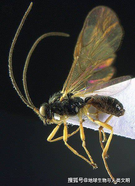 ,属昆虫纲膜翅目hymenoptera,茧蜂科