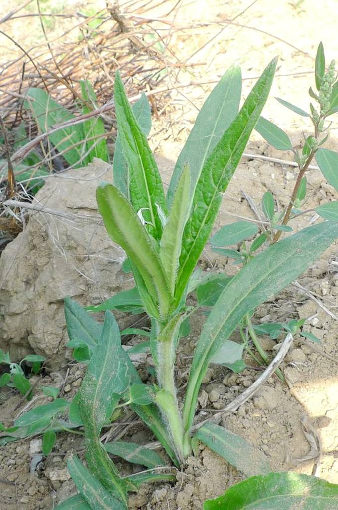 我见到的山东本土植物和园林栽培植物(1253)线叶旋覆花