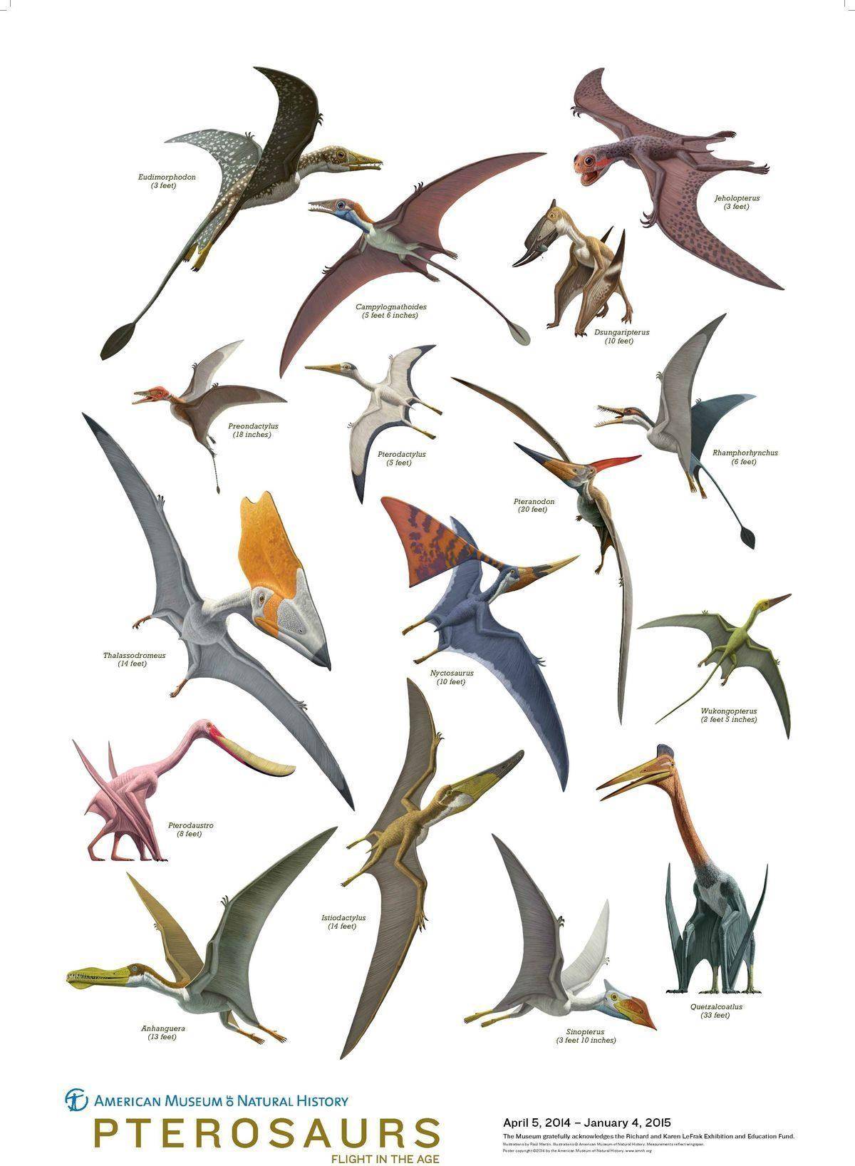 图片[3]-翼龙不是早已灭绝了吗？为何1864年美国人却抓到一只翼龙并拍下了照片？-华闻时空