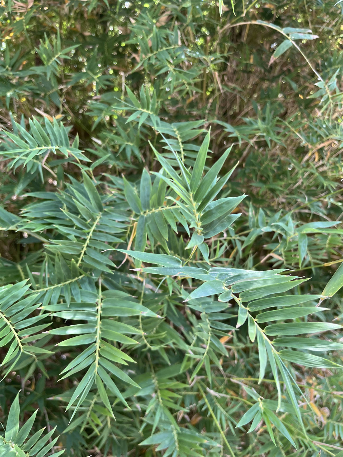 草木世界之199:凤尾竹