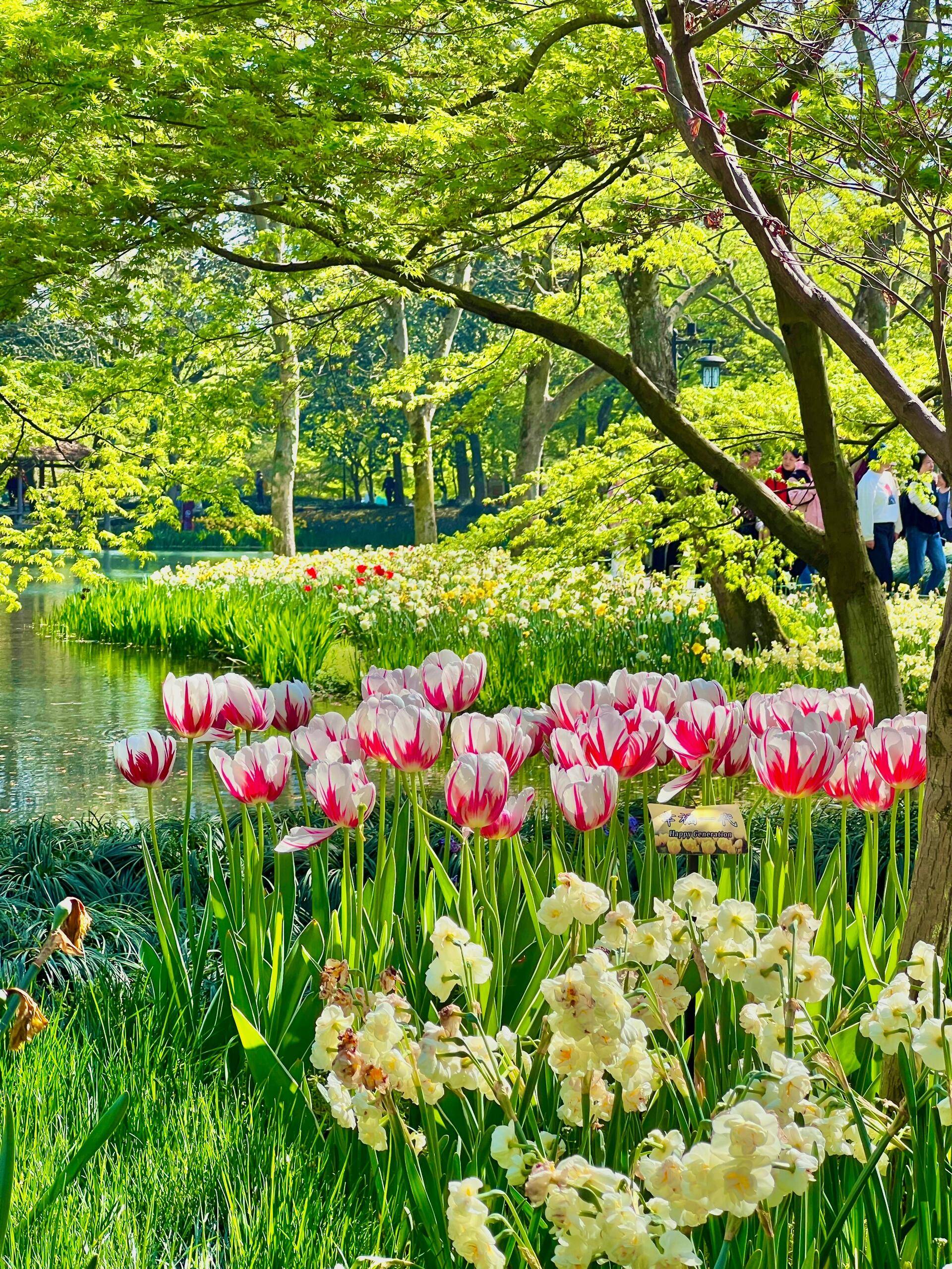 2025春天苏杭旅游赏花超全攻略