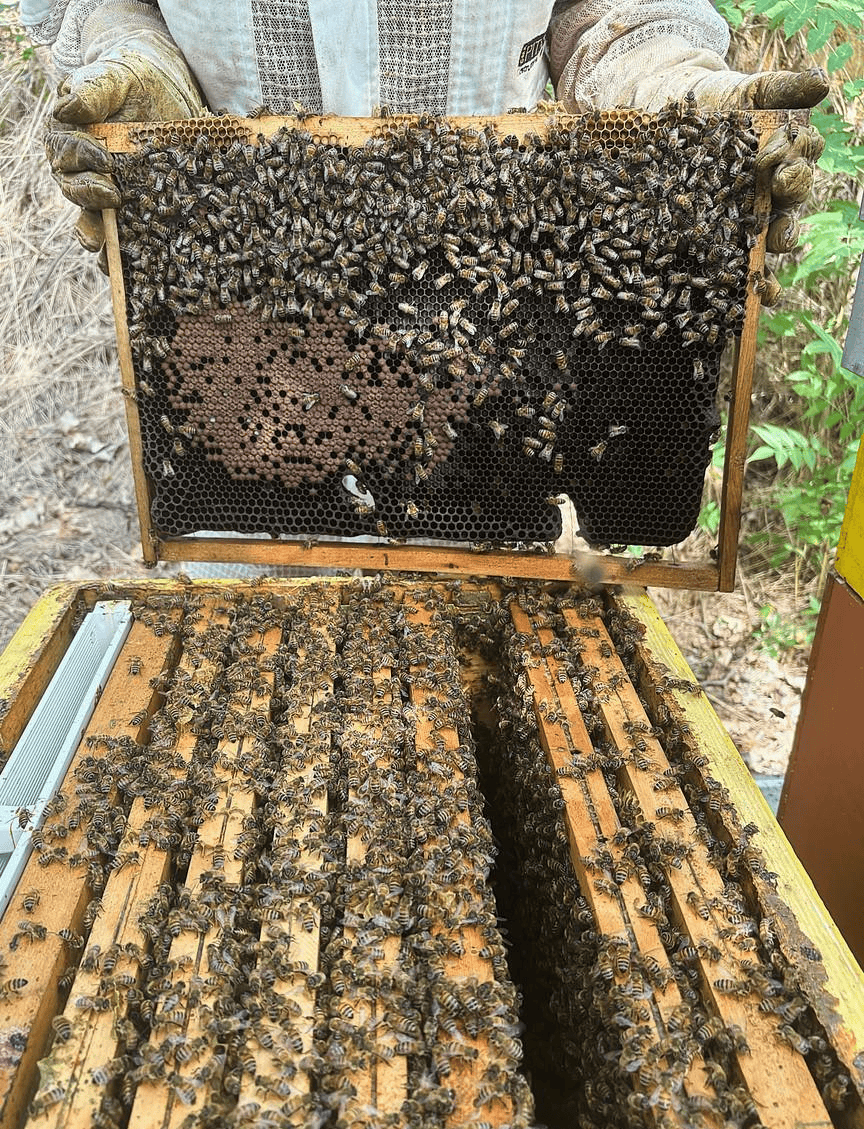 蜂蜜吃会发胖吗(蜂蜜吃了容易发胖吗)