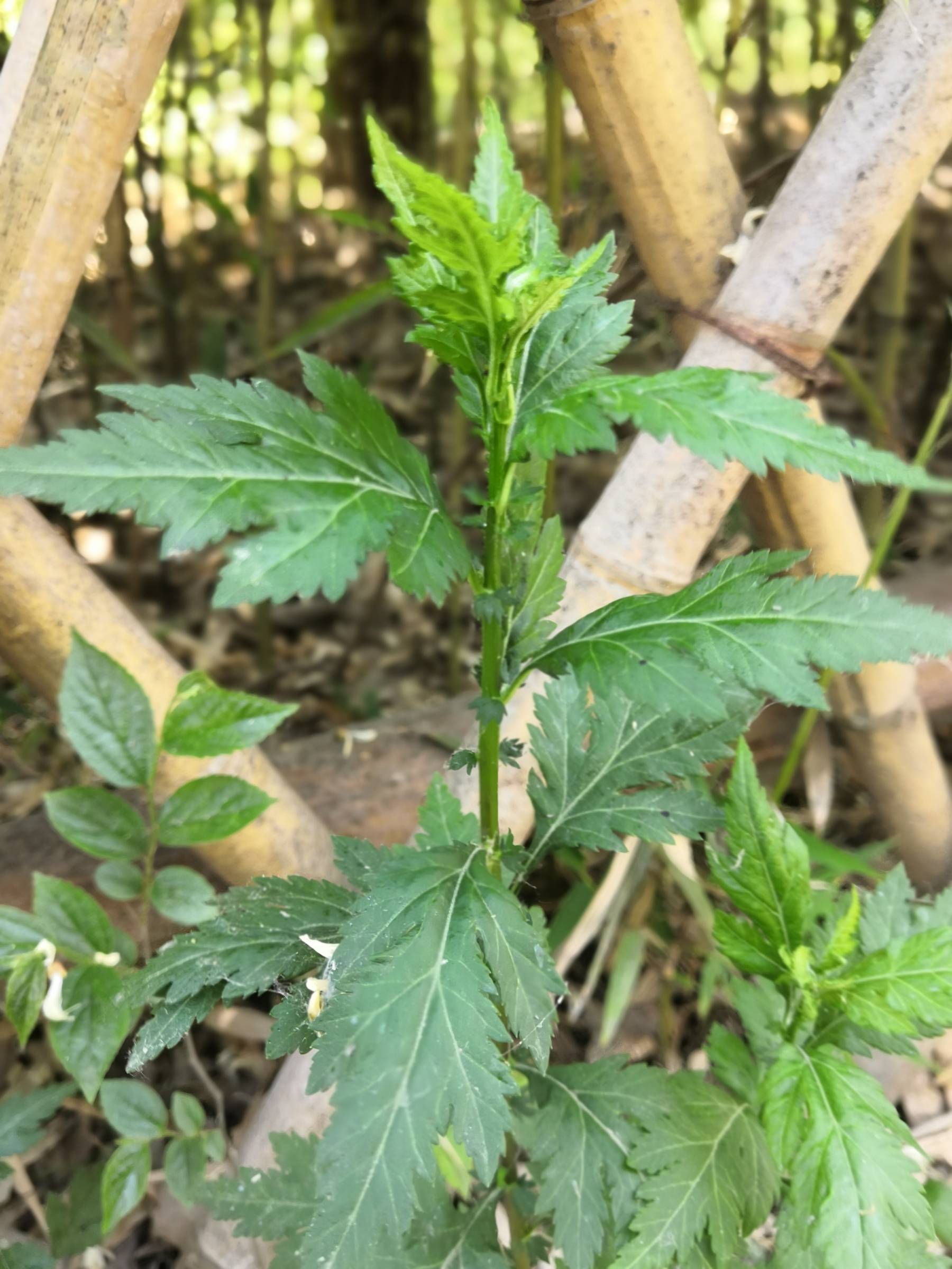 我见到的山东本土植物和园林栽培植物
