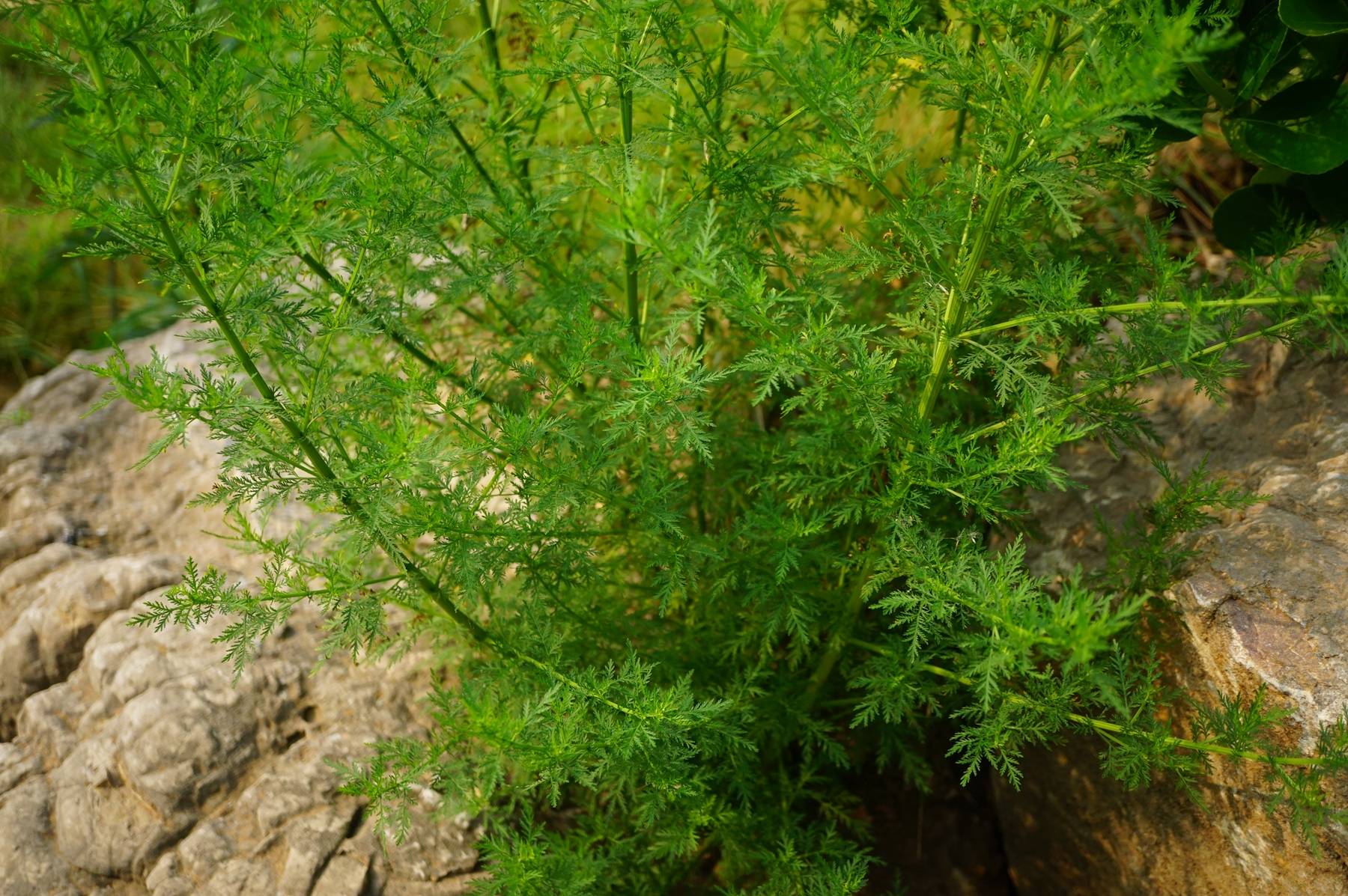 我见到的山东本土植物和园林栽培植物