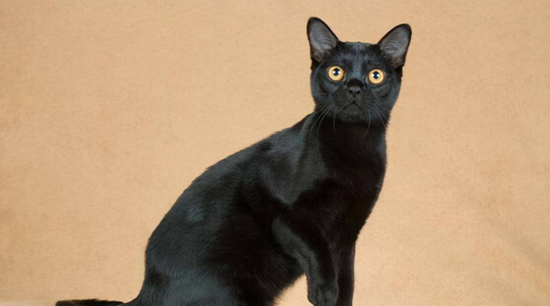 农村人忌讳:人死后不可让黑猫靠近,其实并非迷信,也有科学依据
