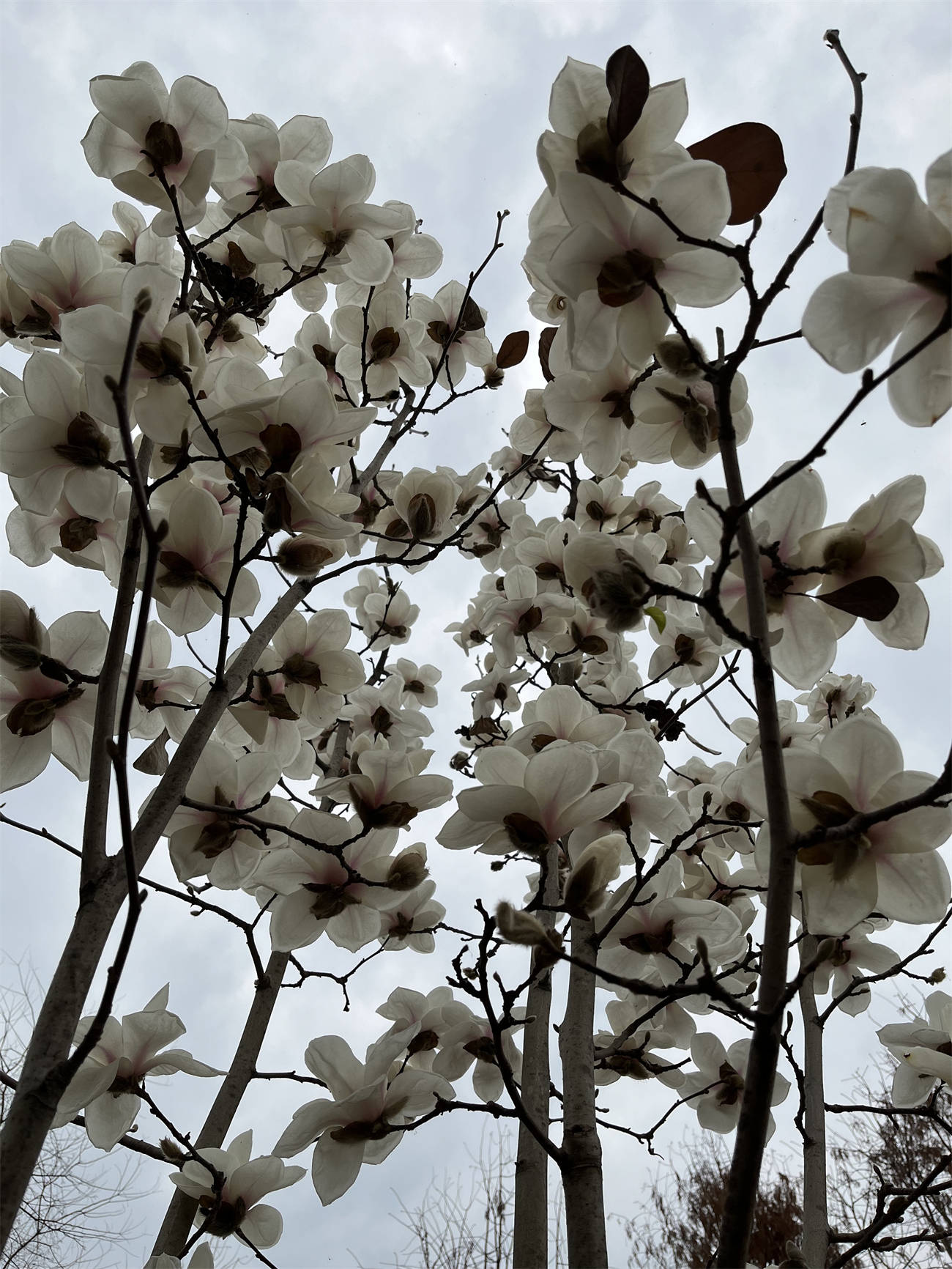 花花世界之218玉兰