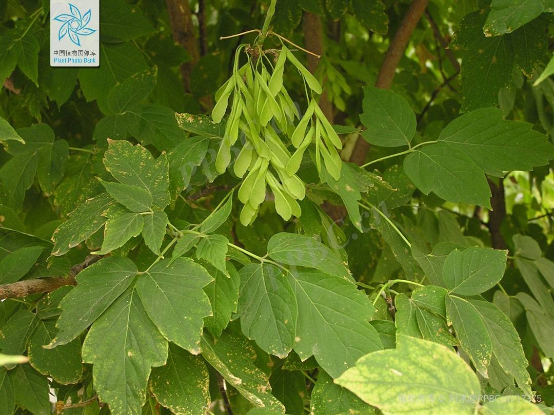 我见到的山东本土植物和园林栽培植物