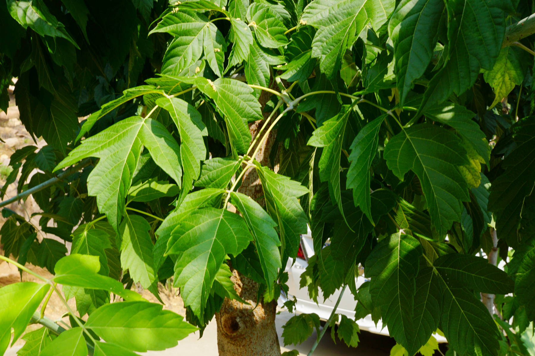 我见到的山东本土植物和园林栽培植物