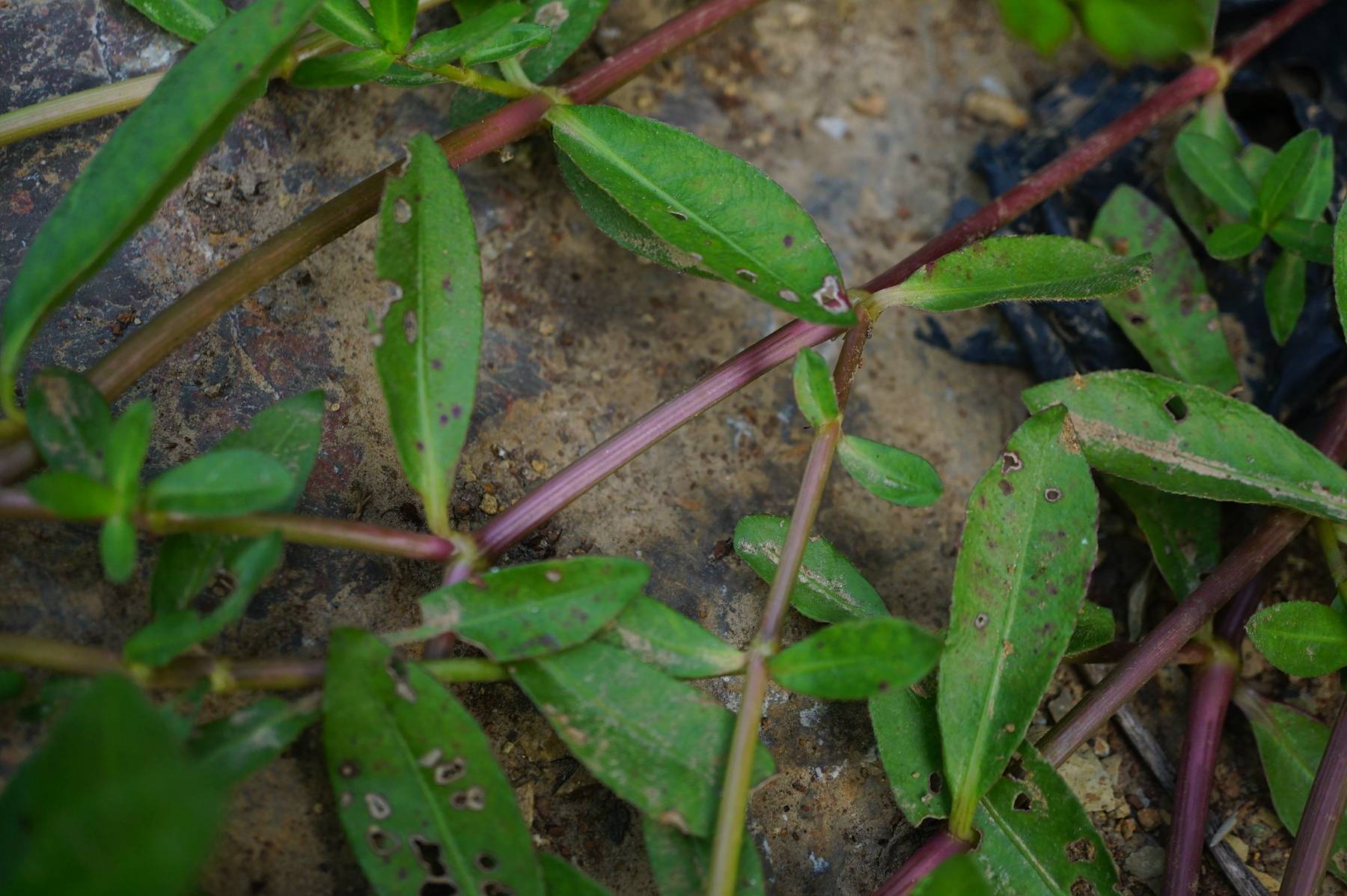 我见到的山东本土植物和园林栽培植物