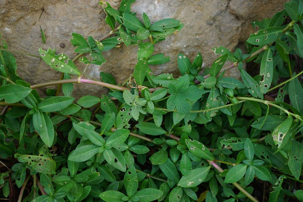 我见到的山东本土植物和园林栽培植物