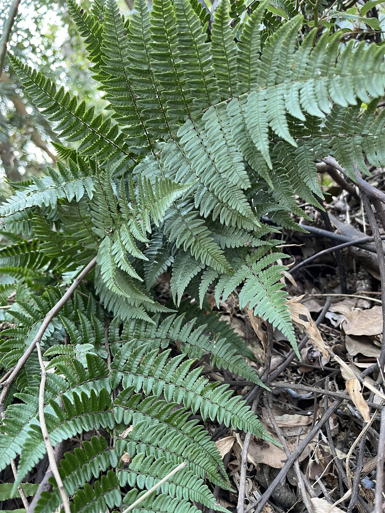 草木世界之227:鳞毛蕨