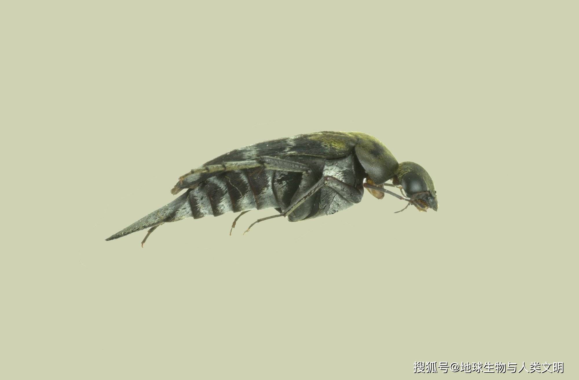 【动物界全系列】拟步行虫总科