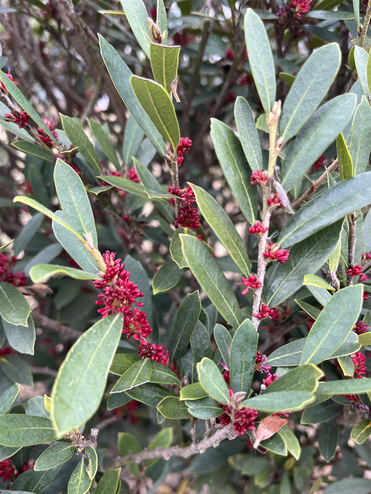 草木世界之260:蚊母树