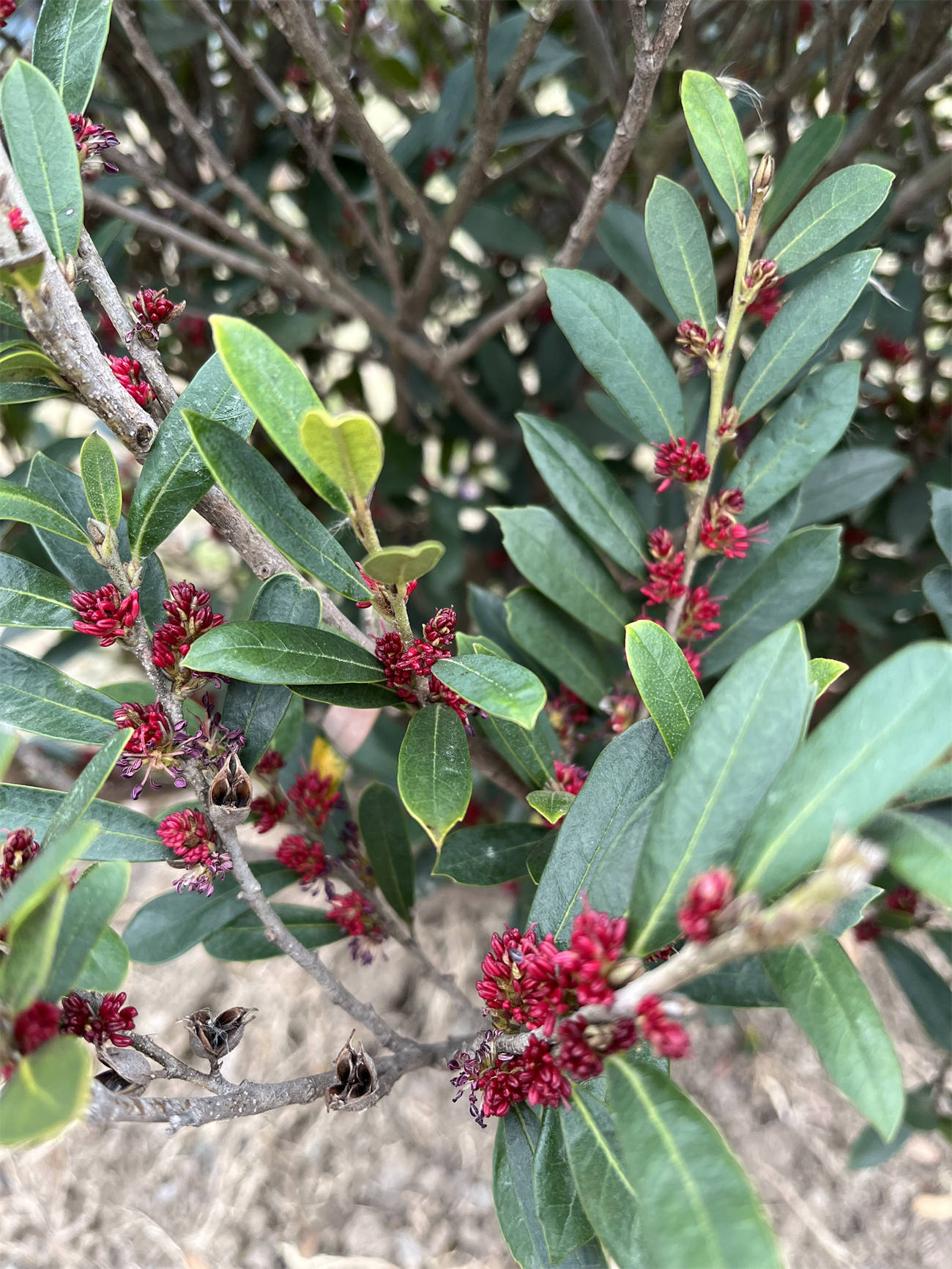 草木世界之260:蚊母树