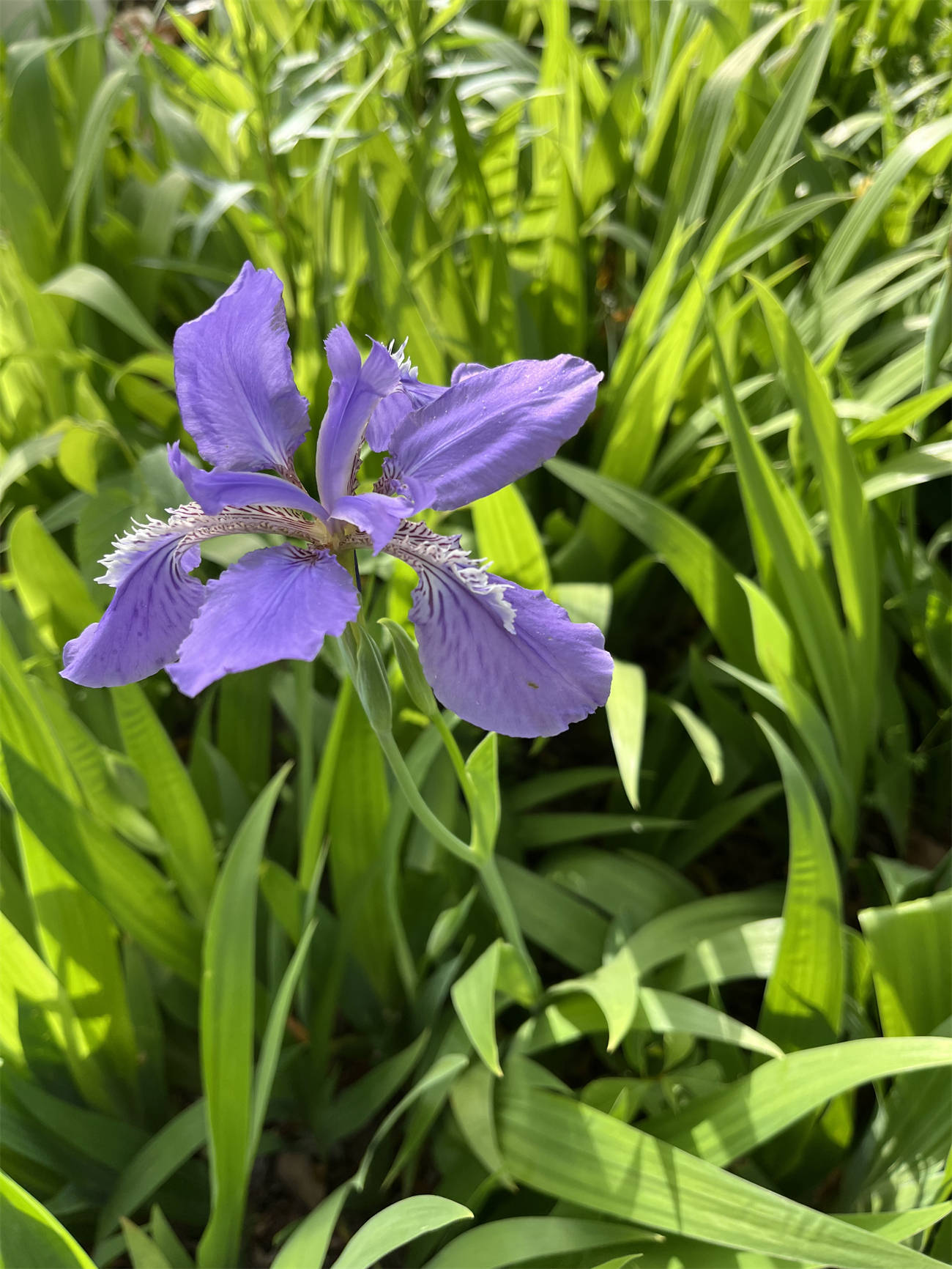 花草世界之263:鸢尾