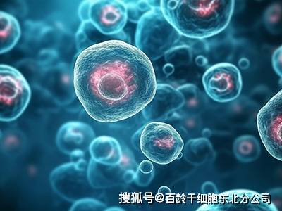 北京干细胞注射多少钱一只？百龄干细胞（北京做干细胞）