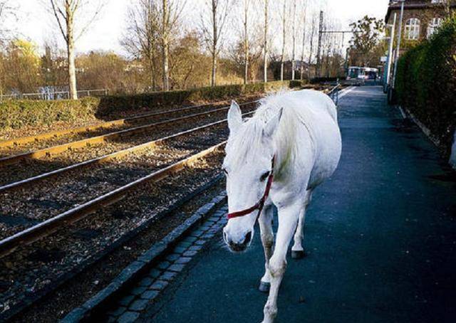 "散步者",德国白马在市区散步14年,当地居民:我们都习惯了